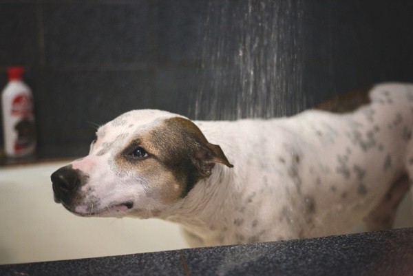 許多毛爸媽喜歡使用蓮蓬頭幫毛小孩洗澡，但蓮蓬頭的水壓如果太強，水柱沖在狗狗身上可能會讓牠們不舒服。   圖：寵毛網petsmao資訊平台提供