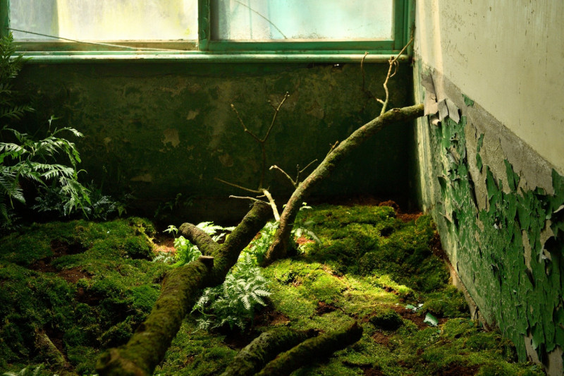 蕨類青苔等潮濕屬性的植物介入現場，象徵自然生命的無限綿延。   圖：翻攝自基隆市政府網站