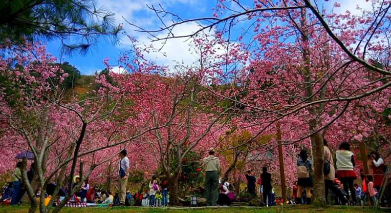帶著野餐墊到櫻花樹下賞花，愜意又浪漫。   圖：Peter Yeh提供