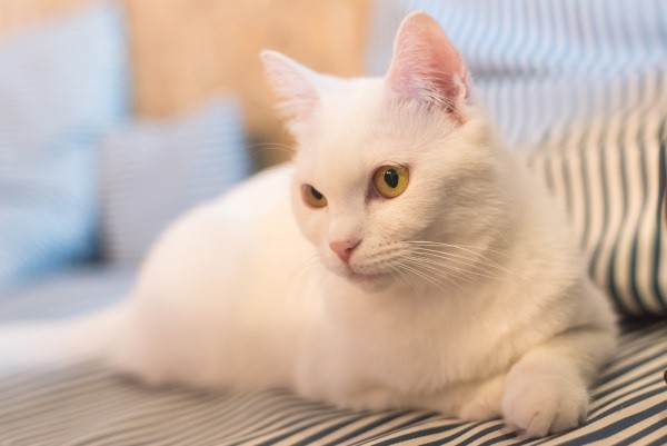 家裡有白貓的貓奴，得要更小心謹慎，因為白貓罹患鱗狀上皮細胞癌的機率比其他貓咪要來得高。   圖：寵毛網petsmao資訊平台提供