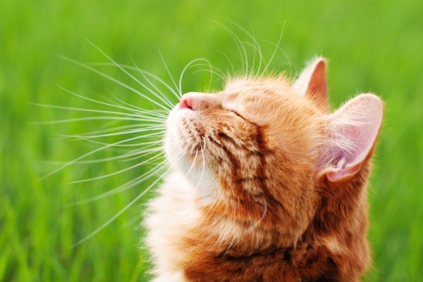 貓咪臉上皮膚若有著紅紅的像是發炎的現象，一直持續、無法自行復原的話，最好趕快就醫！在上嘴唇的紅腫，可能是侵蝕性潰瘍，通常會伴隨著過敏一起發作。   圖：寵毛網petsmao資訊平台提供