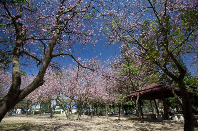 台南市政府引進多品種的花卉，讓台南公園成為南部最亮眼的花卉公園。   圖：翻攝自台南市政府觀光旅遊局網站