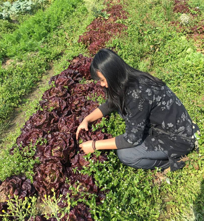 圖：翻攝自新北可食地景－FUN食樂活團臉書    新板特區自4月起，開放民眾認養種植蔬菜，共同打造可食地景。