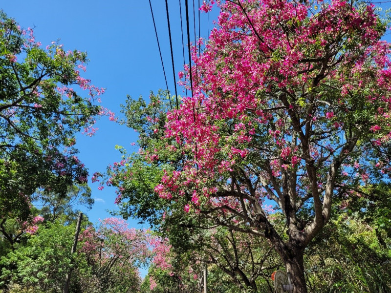 美人樹又稱美人櫻、絲棉樹或酩酊樹，開花時成片桃粉紅色大型花朵掛滿樹冠。   圖：新北市綠美化環境景觀處提供