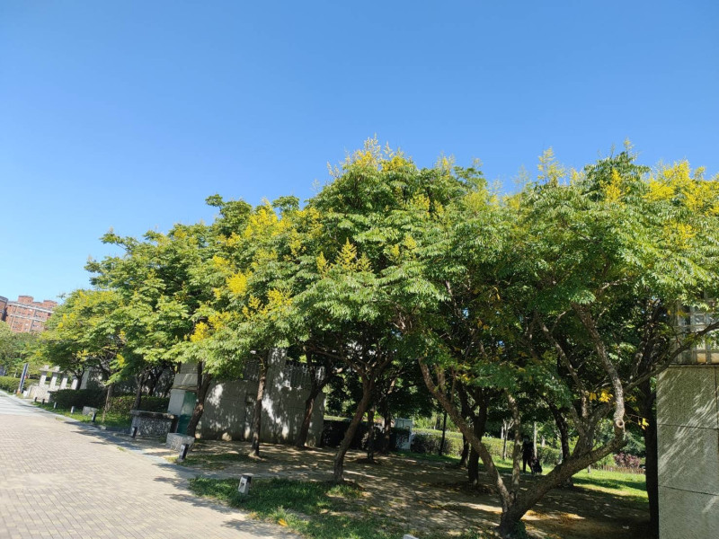 中和區四號公園台灣欒樹盛開。   圖：新北市景觀處提供