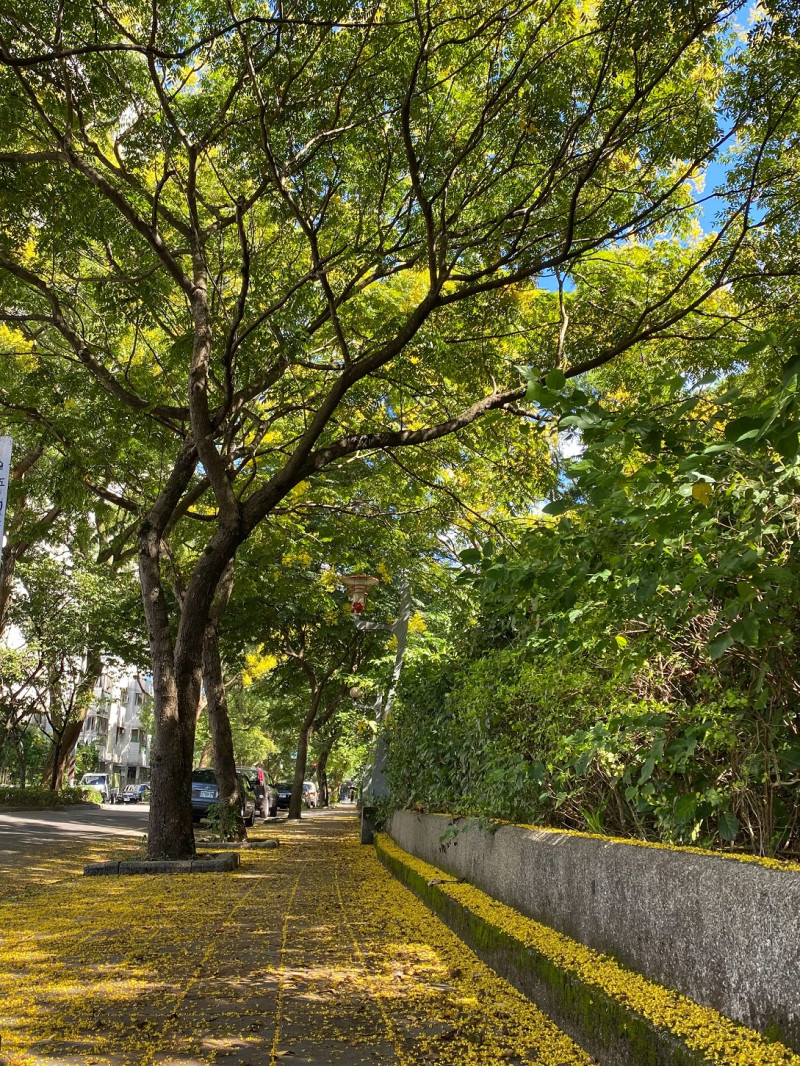 歡迎民眾就近至林口區扶輪公園欣賞秋季限定金黃花海。   圖：新北市景觀處提供