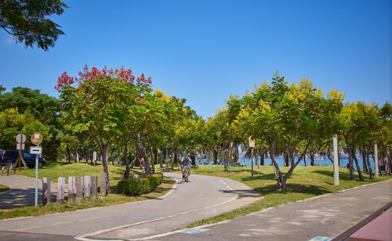 八里區左岸自行車道二旁盛開的台灣欒樹。   圖：新北市景觀處提供