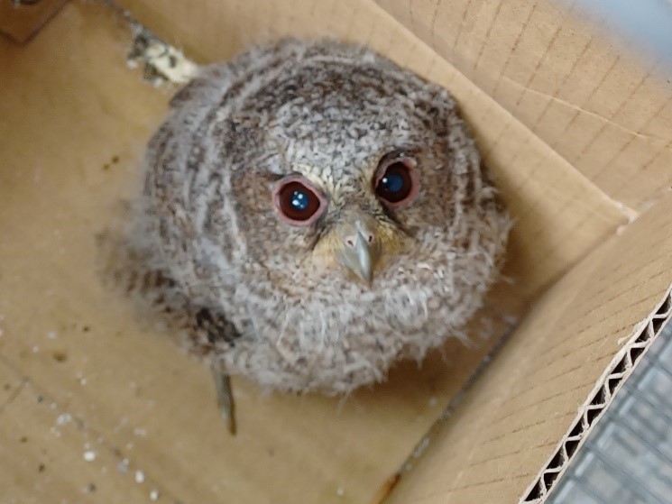 送交瑞芳動物之家的萌樣領角鴞寶寶，全身披著淡灰色幼鳥羽毛。   圖：新北市動保處提供