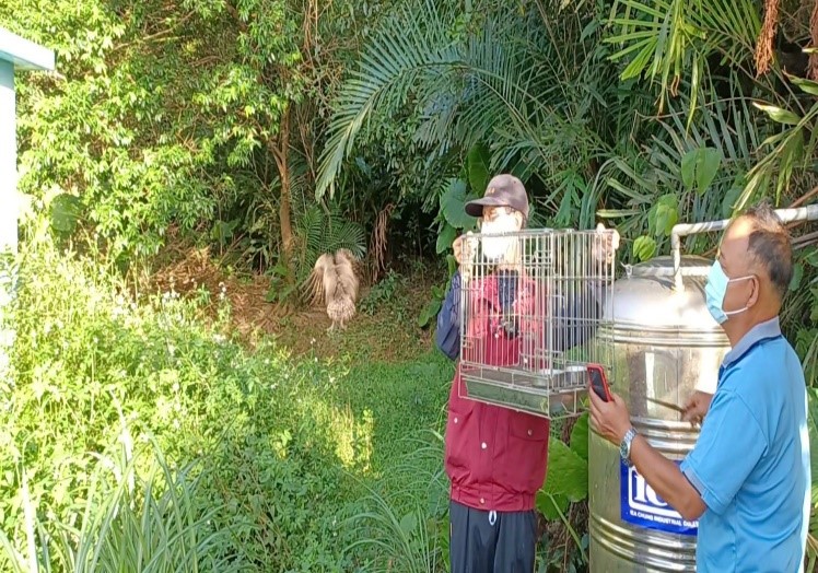 領角鶚寶寶拾獲及野放地點為一綠意盎然，樹木林立的環境，領角鴞順利回歸貢寮區大自然的家。   圖：新北市動保處提供