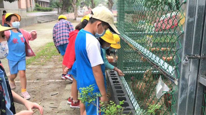 金熊級鶯歌國小學生透過黑水虻飼養蛋雞。   圖：新北市環保局提供