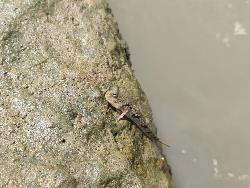 天然塊石形成孔隙已成為河道內生物棲地空間，到處可見彈塗魚。   圖：新北市水利局提供