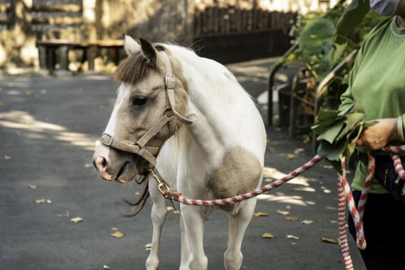 不是動物逃脫！北市動物園中迷你馬路上跑，真實原因曝光了。   圖／臺北市立動物園授權提供