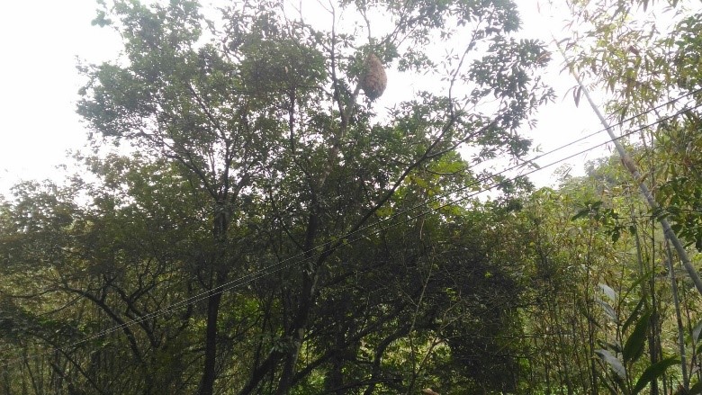 三貂嶺火車站附近步道旁的黃腳虎頭蜂窩，也是位處約2層樓高，當時摘除也是攀爬樓梯登高處理。   圖：新北市動保處提供