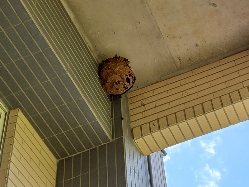 位處建物挑高樑柱旁的虎頭蜂窩，高度約2層樓高，清除此顆蜂窩使用高空除蜂設備可輕易的摘除，人員也較安全。   圖：新北市動保處提供