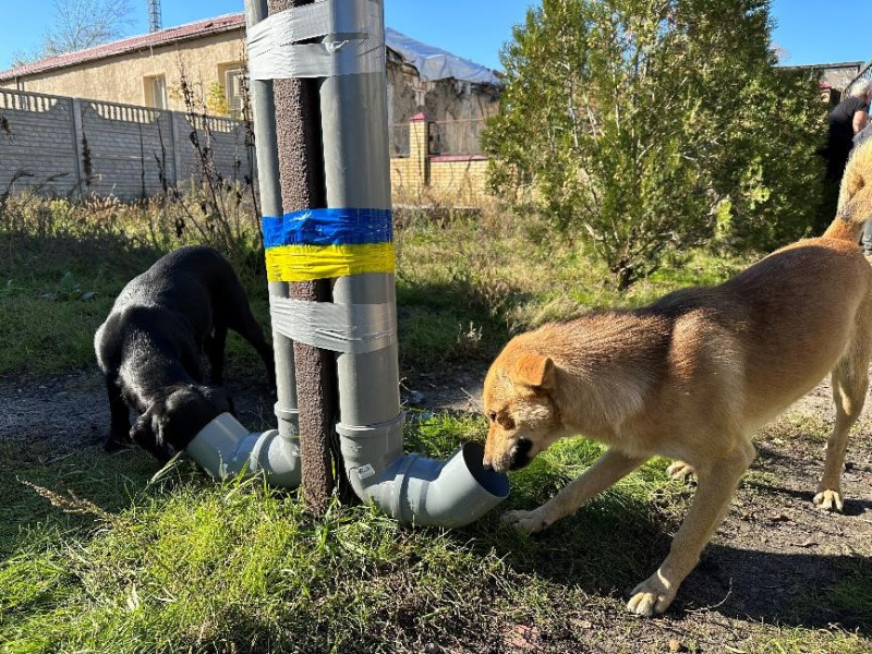 非營利組織「世界中央廚房」在烏克蘭提供寵物口糧給流浪動物。   圖:翻攝自推特Nate Mook @natemook