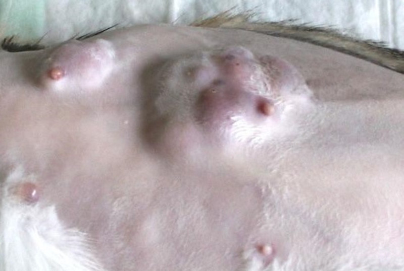 犬乳腺瘤經觸診近乳腺多腫塊結合且質地堅硬。   圖：新北市動保處提供