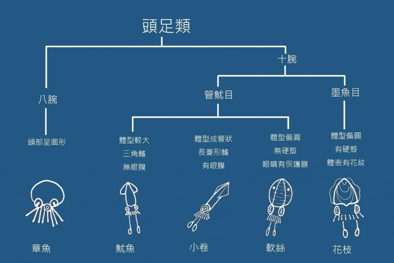 以形態特徵分辨頭足類。   圖：新北市農業局漁業處提供