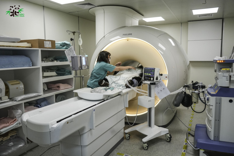 園方再度安排團團接受腦部磁振造影(MRI)檢查。   圖：台北市立動物園/提供