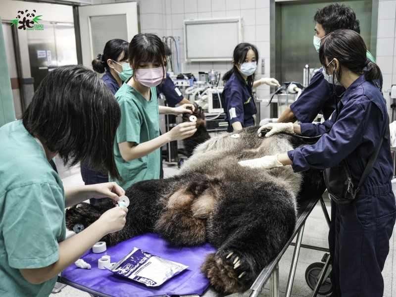 動物園將在各項檢查結果出爐後與相關領域專家學者討論，以為後續的醫療照護方向評估及建議。   圖：台北市立動物園/提供