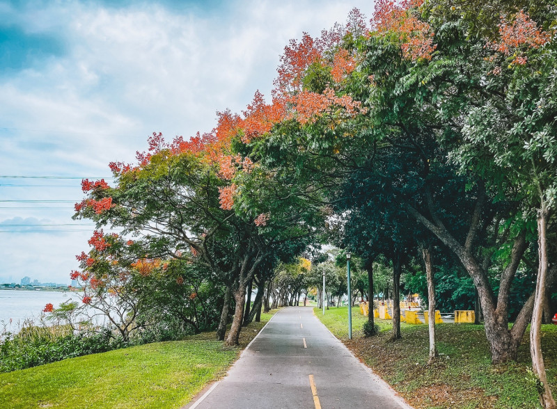 台灣欒樹的美增添了秋季浪漫的氣息。   圖：新北市高灘處提供