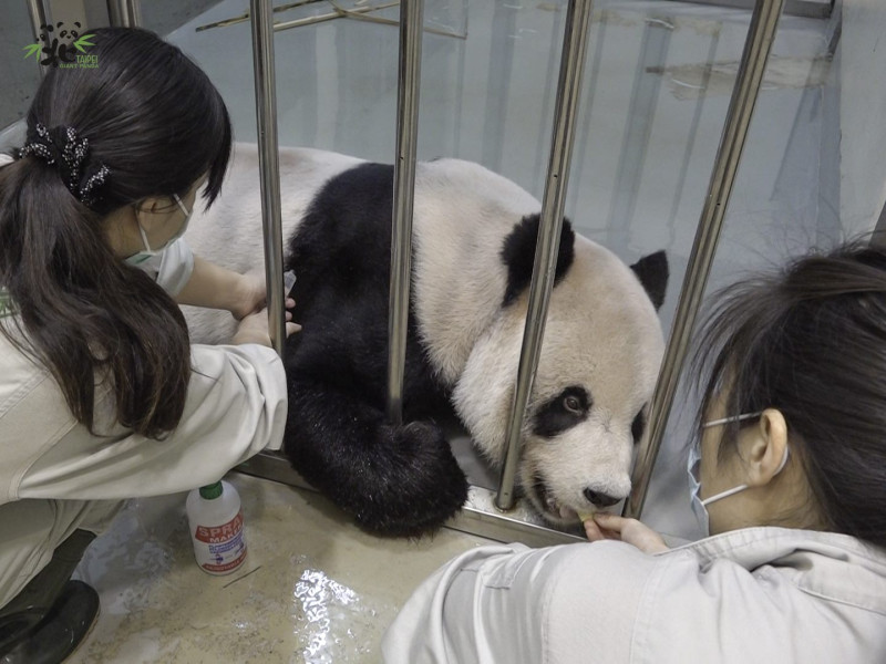 北市動物園近期將在大貓熊館出口處設置「團團我想跟你說」專區，呼籲民眾給予「團團」祝福。   圖：台北市立動物園/提供
