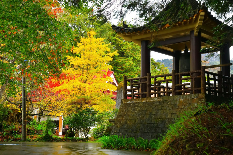 阿里山上很多樹葉都變成黃色、橘紅色。   圖：嘉義林區管理處／提供