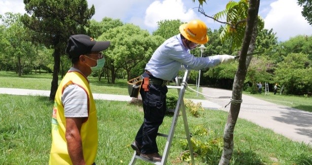 高市府每年進行樹木修剪教育及人員認證訓練。   圖：高雄市政府/提供