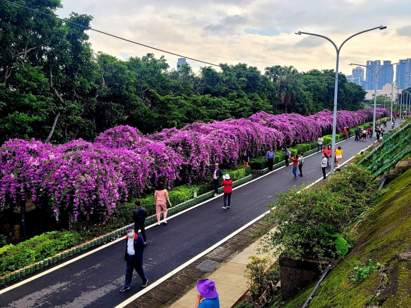 泰山楓樹河濱公園綿延百尺的蒜香藤花瀑（資料照片：110年花況）。   圖：新北市景觀處提供