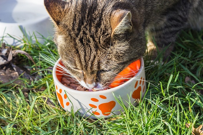 用大餐誘惑貓皇這招屢試不爽，用好吃的罐罐來填飽牠們的肚子，當牠們忘情大啖美食的時候，主人也可以摸摸牠們，放鬆緊繃的情緒。   圖：寵毛網petsmao資訊平台提供
