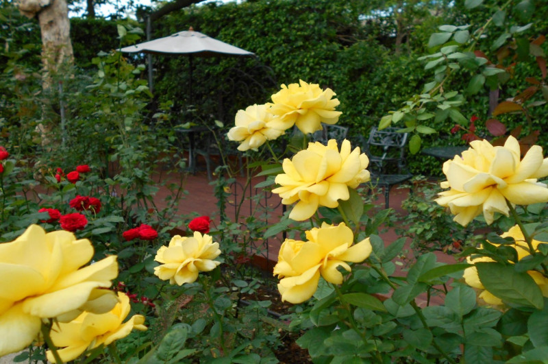 臺北玫瑰園玫瑰盛開，花團錦簇，處處都有典雅優美景緻。   圖：翻攝自台北市政府網站