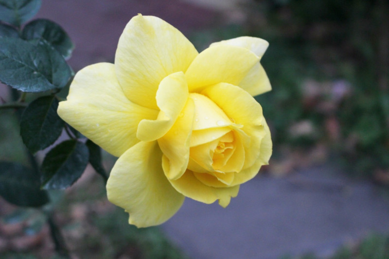 柔美之黃，現代大花雜交茶香玫瑰；金黃色、半劍瓣高心波浪型、淡香。   圖：翻攝自台北市政府網站