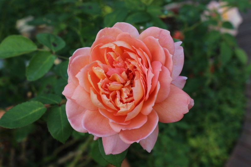 單朵大花形的玫瑰花形優美，香氣迷人，吸引人目不轉睛地凝視。   圖：翻攝自台北市政府網站