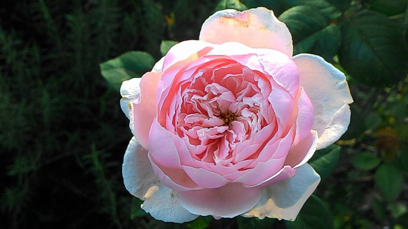 單朵重瓣的玫瑰，多姿又美麗，今人忍不住駐足凝視。   圖：翻攝自台北市政府網站