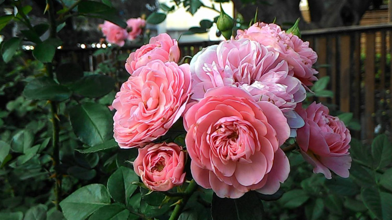 簇生的玫瑰，隨風搖曳時展現不同的柔美風情。   圖：翻攝自台北市政府網站