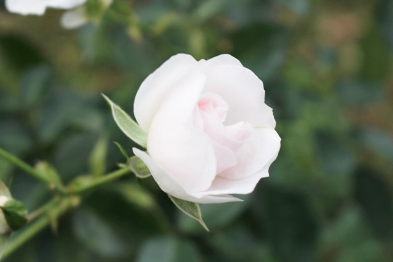 「賽居爾伯爵夫人」是現代雜交茶香玫瑰；粉色、重瓣球狀平開花型，花型優雅又高貴。   圖：翻攝自台北市政府網站