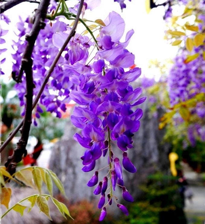 成串垂墜的紫藤花，將嘉義瑞里點綴成浪漫的紫色山城。   圖：翻攝自交通部觀光局網站