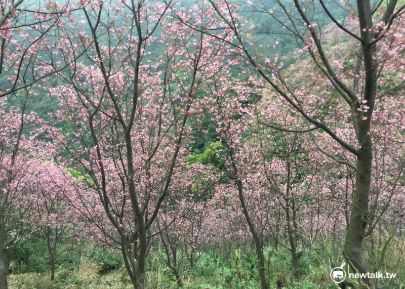 這裡的櫻花以昭和櫻、墨染吉野櫻、染井吉野櫻為主，滿開的櫻花美景，不輸日本賞櫻名所。   圖：周雨陵提供
