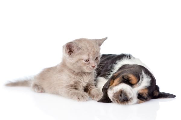 根據美國的研究調查指出，過去曾發生過好幾起貓狗在人類飼主出現流感症狀之後，也跟著出現食慾不振、沒精神、上呼吸道感染的症狀；   圖：寵毛網petsmao資訊平台提供