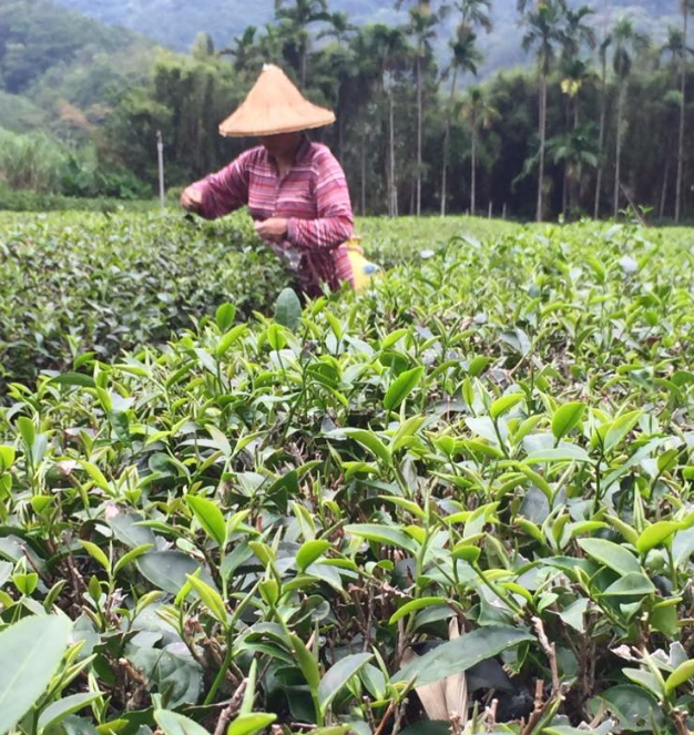 三峽的茶園種植面積將近980公頃，是北部地區重要的茶產地之一，受氣候影響，今年碧螺春茶產量可能大幅減少。   圖：翻攝自天芳茶行臉書
