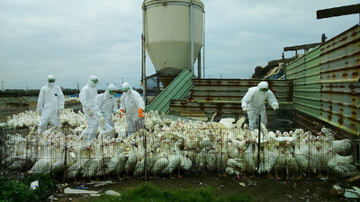 彰化又傳禽流感疫情，大城鄉一肉鴨場昨日驗出H5N2病毒，防疫人員今日已撲殺場內鴨隻，共1542隻肉鴨。   圖：中央社。
