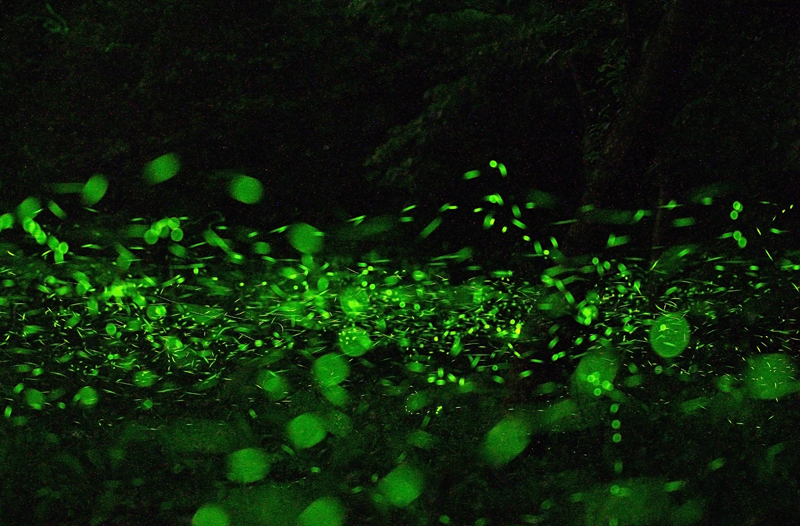 大農大富平地森林園區，每年3~4月間夜晚螢光熠熠。   圖：翻攝自花蓮林管處網站