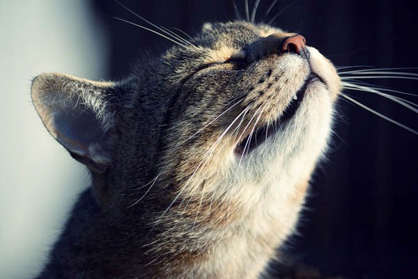 貓咪的鼻子除了聞味道，還能測溫度！牠們能夠藉由吸入的空氣來感知溫度！   圖：寵毛網petsmao資訊平台提供