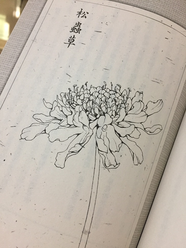 《冬蟲夏草》中的插畫松蟲草。   圖：三餘書店提供。
