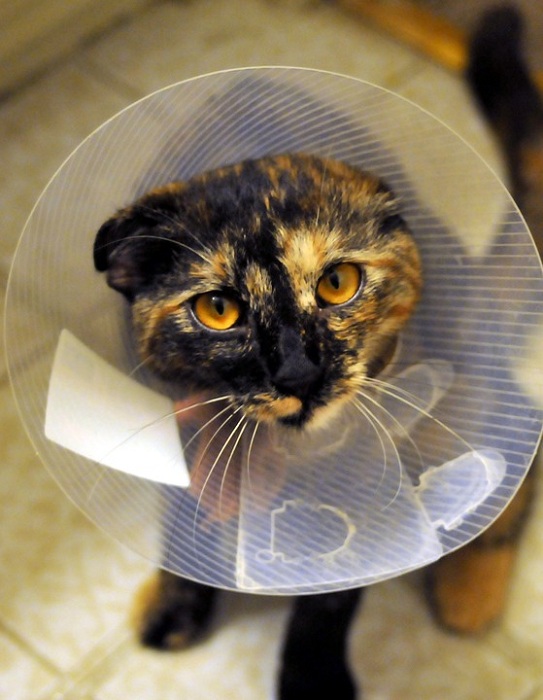 雖然施打狂犬病及晶片植入，會誘發腫瘤的憂慮。但目前並沒有正式的研究報告指出，貓咪植入晶片後會產生腫瘤的論證，貓奴們大可放心。   圖：寵毛網petsmao資訊平台提供