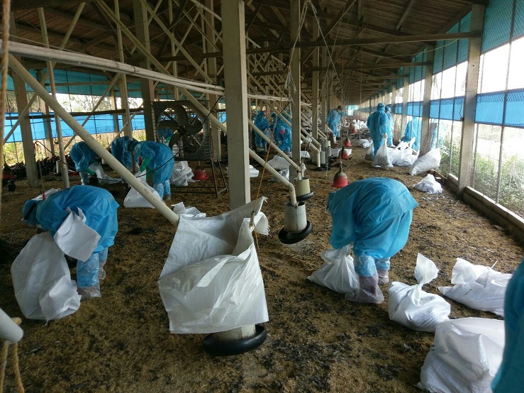 檢疫人員27日撲殺感染禽流感雞隻。   圖:嘉義縣政府提供