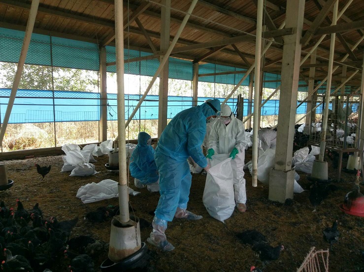 檢疫人員27日將撲殺感染禽流感雞隻裝袋。   圖:嘉義縣政府提供