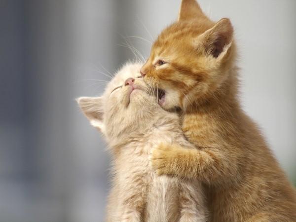 從身體語言也可以看出貓咪們是在玩還是在打架！   圖：寵毛網petsmao資訊平台提供