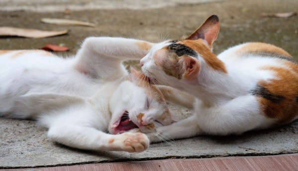 小貓咪很喜歡和同伴玩摔角打鬧遊戲，即使長大了，有時候牠們還是會這樣玩。   圖：寵毛網petsmao資訊平台提供