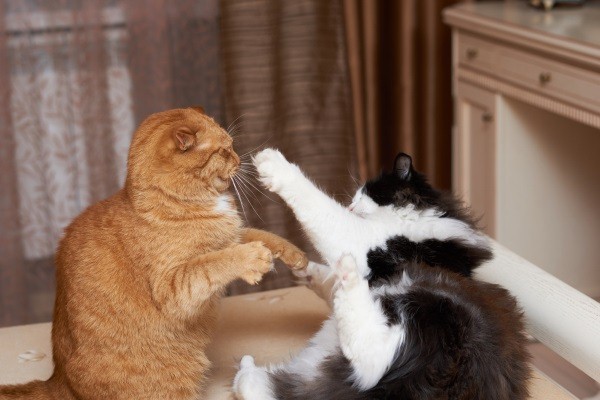 當發現貓咪們打架時，最重要的一點就是千萬別試著徒手將牠們分開！因為這很可能會讓貓咪誤傷到你！   圖：寵毛網petsmao資訊平台提供