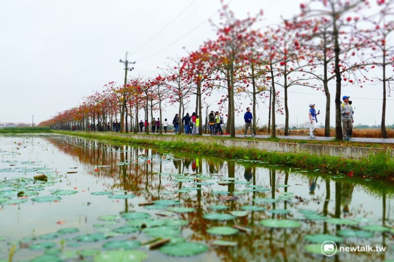 台南白河區「林初埤木棉花道」被外媒列為全球15大最美花海街道之一。   圖：謝孟和/提供
